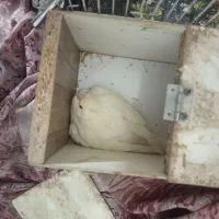 عروس هلندی