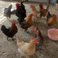 مرغ و خروس محلی ریشی پاپر