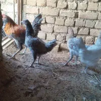 وار گلین|حیوانات مزرعه|بروجرد, |دیوار