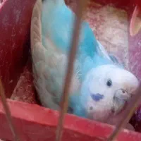 سه عددمرغ عشق