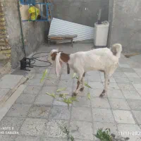 ۱۲۳۴ل۶|حیوانات مزرعه|اندیمشک, |دیوار