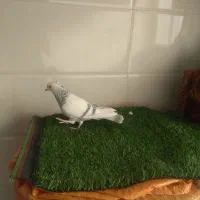 ماده سوسنی|پرنده|زرقان, |دیوار