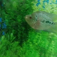 2عددماهی فلاور هورن باکس لجن خوار