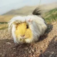 خوکچه هندی ناز