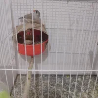 فنچ کینگ و اورنج اورجینال درشت            معاوضه