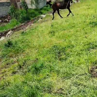 اسب|اسب و تجهیزات اسبسواری|اردبیل, |دیوار