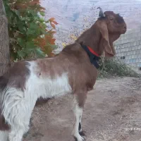 کهره نر پاکستانی