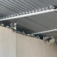 عروس هلندی|پرنده|لار, |دیوار