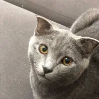 گربه اسکاتیش|گربه|گلبهار, شهر جدید گلبهار|دیوار