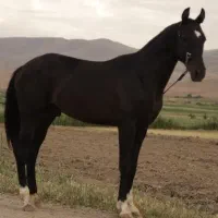 اسب نریان آخال تکه(ترکمن)