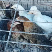 فروش نیمچه گلین و محلی اصیل|حیوانات مزرعه|شیراز, نصر|دیوار