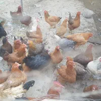 تعدادی مرغ رسمی تخم گذار