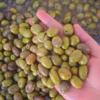 زیتون تازه محلی رودبار|خوردنی و آشامیدنی|رشت, پل تالشان|دیوار