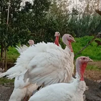 بوقلمون گوشتی|حیوانات مزرعه|کیاشهر, |دیوار