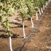 هرس کاری وباغبانی