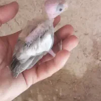 جوجه عروس و مرغ ع ش ق