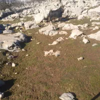 دو عدد بعده هم دوبری هم داشتی