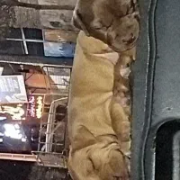 واگذاری ۱ جفت پیت بول اصل|سگ|یزد, |دیوار