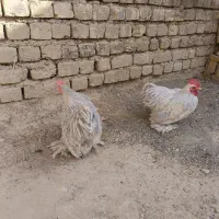 خروس کوشین|حیوانات مزرعه|اصفهان, ارغوانیه|دیوار
