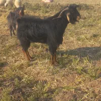 نر بز نژاد دار