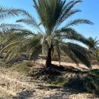 شهر سیرجان لایق زیباترین نخل ها|خدمات باغبانی و درختکاری|سیرجان, |دیوار