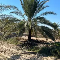 شهر سیرجان لایق زیباترین نخل ها|خدمات باغبانی و درختکاری|سیرجان, |دیوار