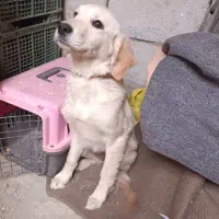 سگ گلدن رتریور اصلی