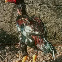 خروس لاری (  ۱  ) م ی د ا ن ه