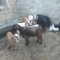 بز وبزغاله
