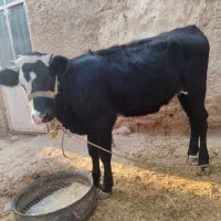 گوساله ماده سمینتال|حیوانات مزرعه|باوی, |دیوار