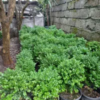 فروش شمشاد توپی ویوکا تنه دار به فروش میرسد