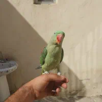 شاه طوطی|پرنده|نسیمشهر, |دیوار