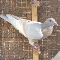 تعدادی کبوتر|پرنده|کرمان, |دیوار