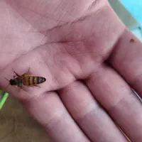 ملکه‌ی جفت خورده‌ هیبریت