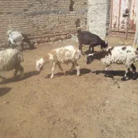 بره