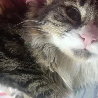 گربه سیبرین نر 5ماه هست|گربه|مشهد, عباس‌آباد|دیوار