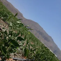 زمین کشاورزی بشرط آب|اجارهٔ دفتر صنعتی، کشاورزی، تجاری|مرودشت, رامجرد یک|دیوار