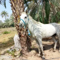 اسب سالم و سرحال