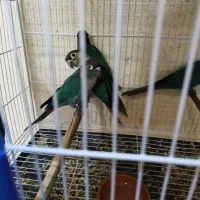 گرینچیک تراکوییس و آناناسی دبل رد