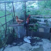 سه عدد مرغ تخمی نژاد هفمن ویکخروس فونیکس