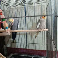 عروس هلندی جفت نر و ماده مولد|پرنده|بندر امام خمینی, |دیوار