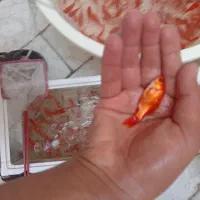 ماهی|ماهی|یزد, |دیوار