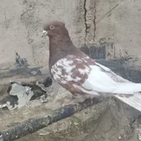 کفتر|پرنده|لنجان, |دیوار