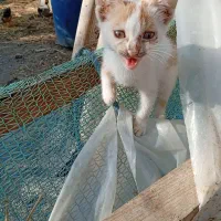 واگذاری بچه گربه