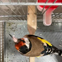 سهره رسمی گل بلند قرص قرص|پرنده|ری, صفاییه (چشمه علی)|دیوار