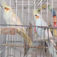 عروس جفت لوتینو نر سفید ماده زرده و یه نر اهوی