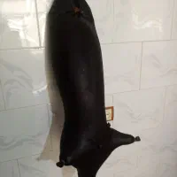 هیزه|ظروف نگهدارنده، پلاستیکی، یکبارمصرف|کرمانشاه, |دیوار