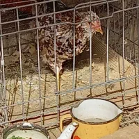 مرغ گلین زینتی
