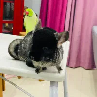 حیوان خانگی