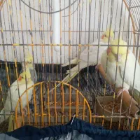 پرند|پرنده|رشت, کوی طالقانی|دیوار